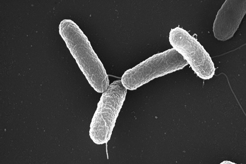 Salmonella_typhimurium