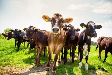 thumbnail_Dairy calves