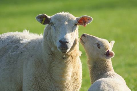 sheep and lamb