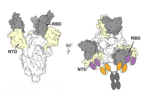 Attachment of bispecific antibodies to virus