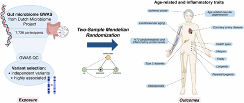 Low-Res_Figure1_AGING