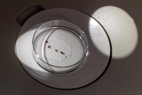 Low-Res_Dr. Hamer_Dr. Balasubramanian_feline flea research -20260616-NP-18
