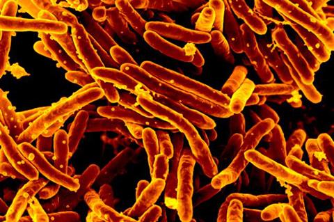 Mycobacterium_tuberculosis_MEB_(1)