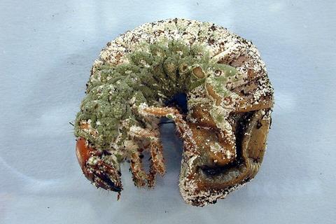 CSIRO_ScienceImage_1253_Greyback_cane_beetle_larva_infected_with_metarhizium (1)