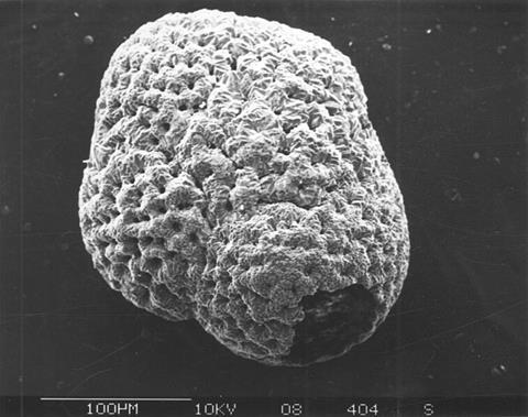 Foraminifera-diagenetic-altered_hg