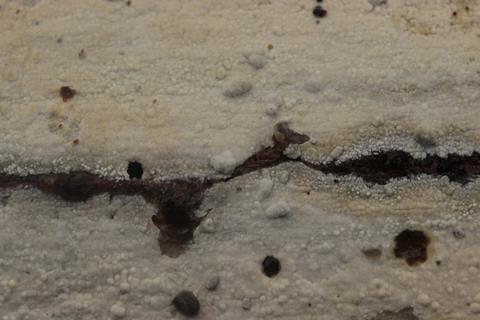 Phanerochaete_sp._(39567241162)