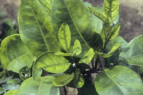 citrus greening