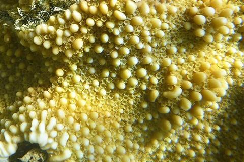 Montipora_capitata_173373394
