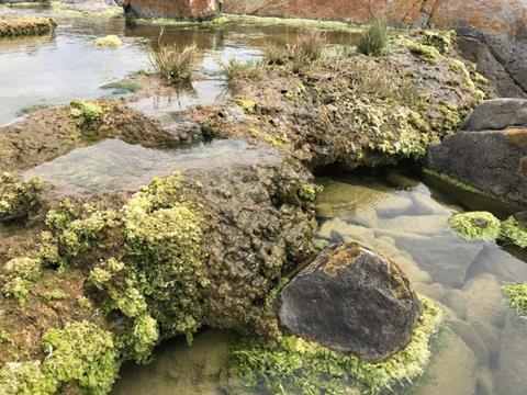 Low-Res_Microbialite pool