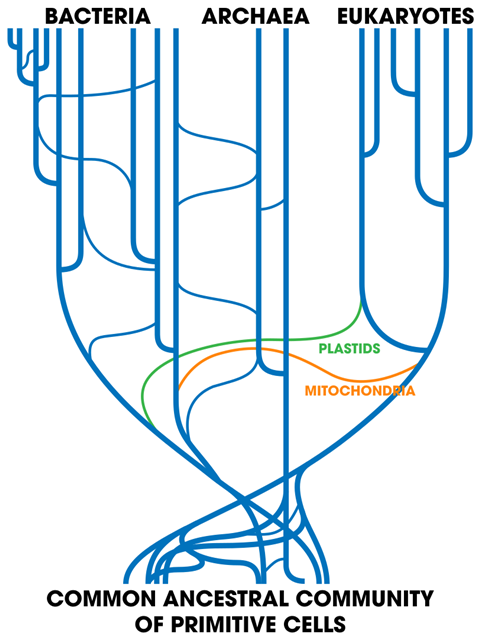 812px-Tree_Of_Life_(with_horizontal_gene_transfer).svgz