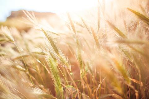 wheat-crops-865098_1920