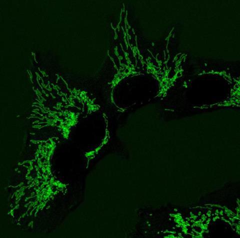 Low-Res_Mitochondria