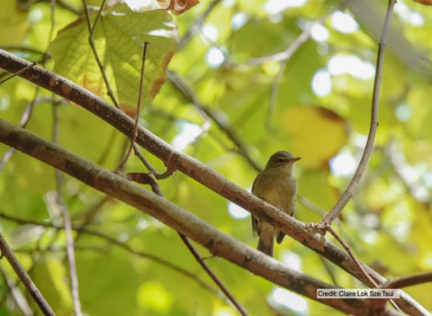 Low-Res_Seychelles warbler_credit Claire Lok Sze Tsui UEA