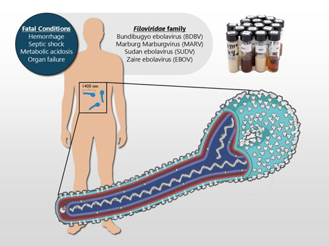 Low-Res_Filovirus M7 Press Release