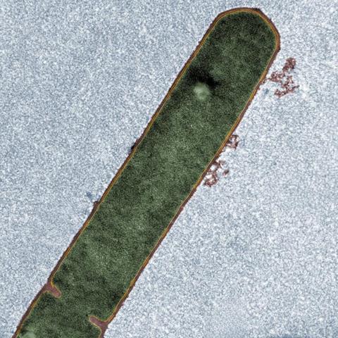 Low-Res_TEM_bacillus_TEM_false_color - 08-04-2026 17-06-31