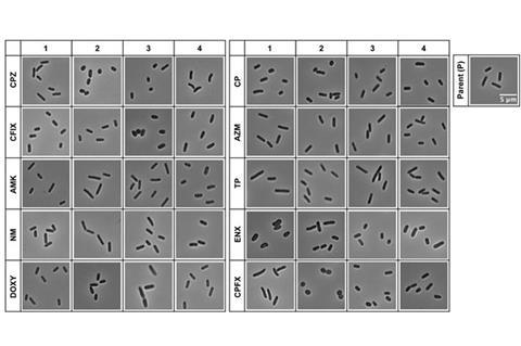 cell morphology