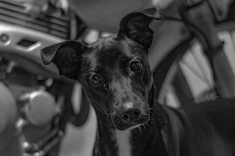 pexels-lucho-castro-barrantes-177098-5032843