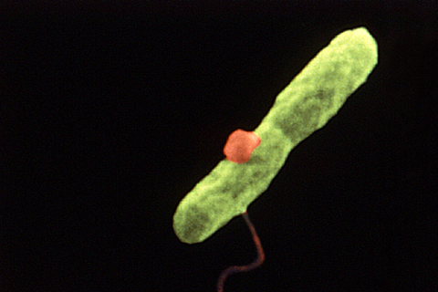 Harmannella_entrapping_Legionella