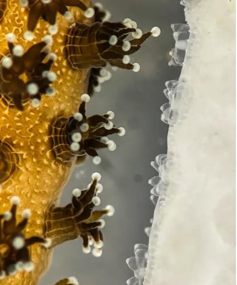 coral1