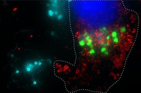 Bacterial Invasion and drug delivery to serious cancer cells