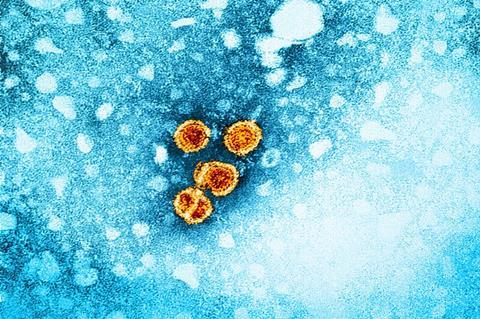 Hepatitis_B_Virus_(52443792486)