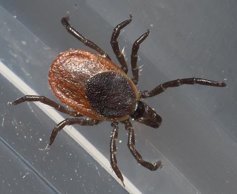 Ixodes_scapularis_P1170301a