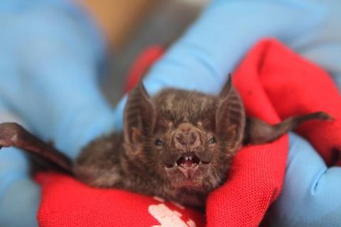 Low-Res_bat_face_IMG_5942