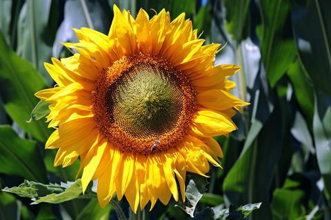 sunflower-3540266_1280