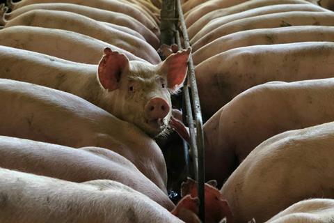 pexels-barbara-barbosa-2859157-4636976