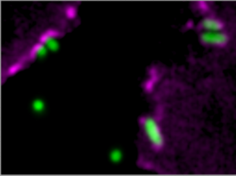 Low-Res_CIBSS_Cell Reports_Bakterium_Roemer_Schwan.jpg