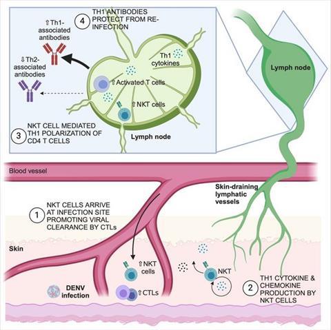 Low-Res_Dengue Infections Image