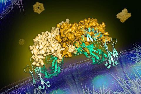 253449_web_2B7_antibody
