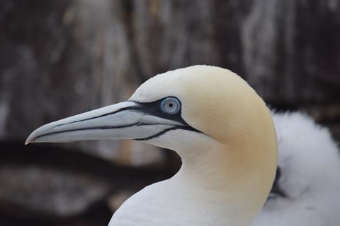 Gannet exhibiting normal iris (c) Jude Lane 1