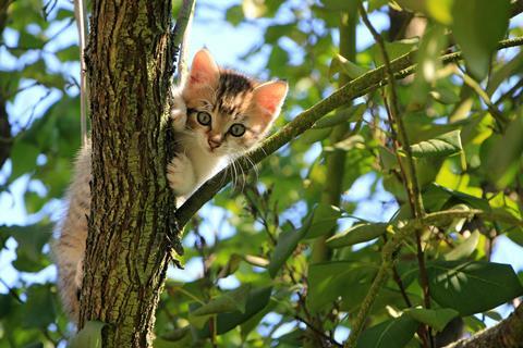 pexels-pixabay-257532