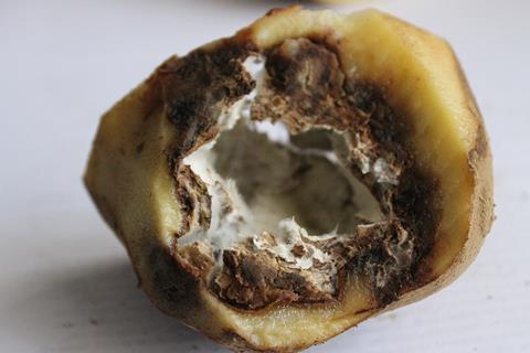 Phytophthora_infestans_5622