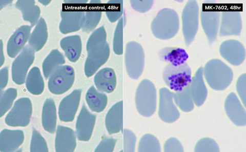 Low-Res_Mk-7602 Efficacy