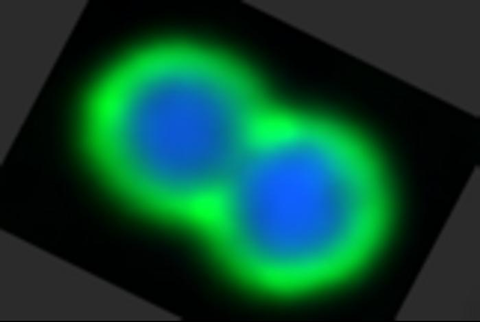 Low-Res_Neisseria gonorrhoeae