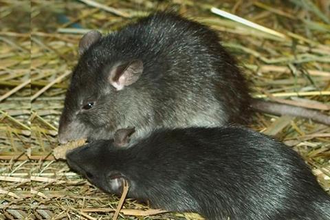 Low-Res_Roofrat_Hagenbeck_02_16-9