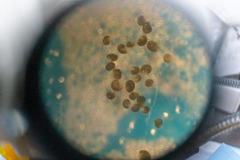 Low-Res_Foraminifera