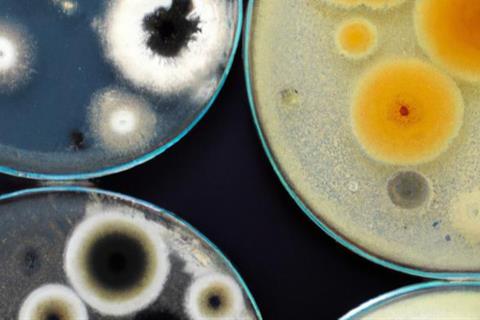 Low-Res_bacteria in a petri dish