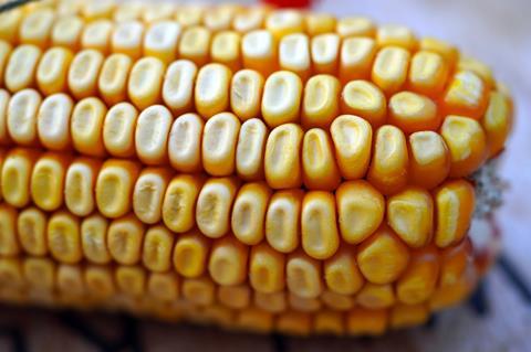 corn-6717635_1280