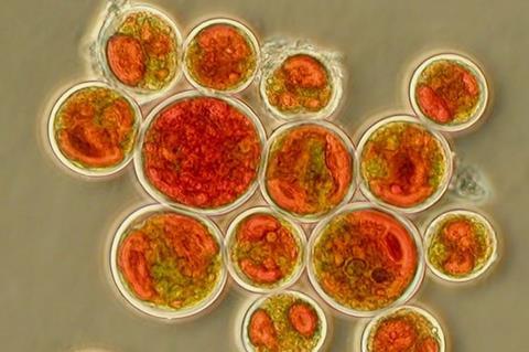 600px-Haematococcus_pluvialis_aggregate