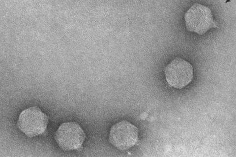 phage2