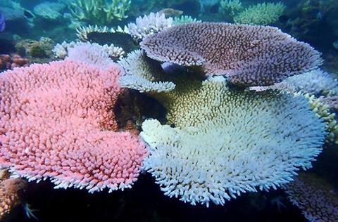 Low-Res_Various degrees of bleaching in corals next to each other at Lizard Island on Great Barrier Reef_credit Melissa Naugle 720x475