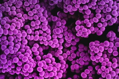 national-institute-of-allergy-and-infectious-diseases-N7bCVRWRgGs-unsplash (2)