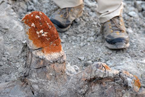 Styracosaurus skull with lichen - photo credit Prof Phil Currie, University of Alberta