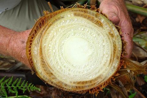 Banana_(Variety-_Koa_e_Kea)-_Fusarium_wilt_(Panama_disease)_-_26445956338