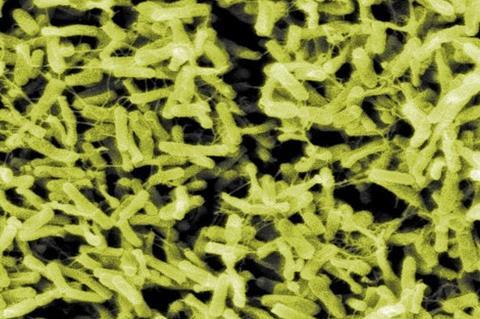 ClostridiumDifficile