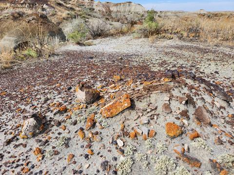 Image 2 - Credit_ Dr Brian Pickles, University of Reading