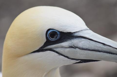 Gannet exhibiting black iris (c) Jude Lane 2